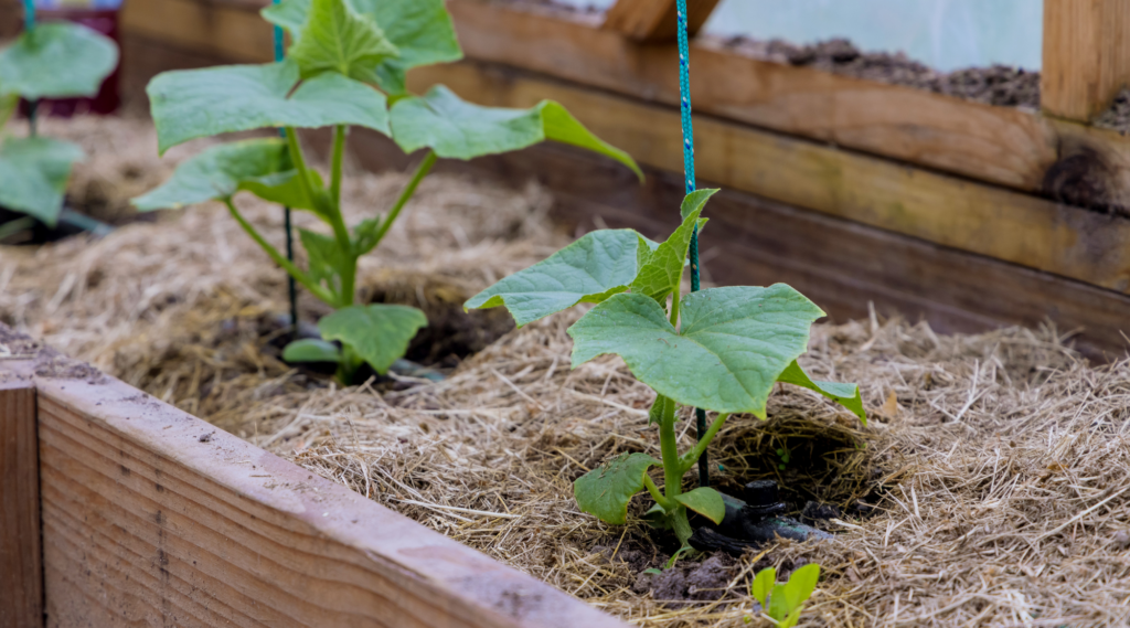 Raised Beds