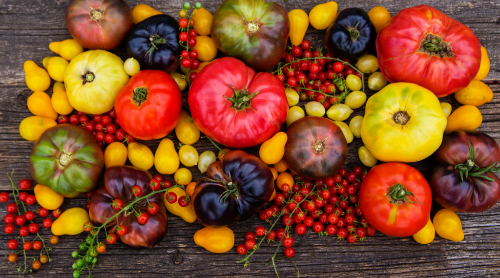 A colorful assortment of tomato varieties including cherry, Roma, and beefsteak tomatoes.