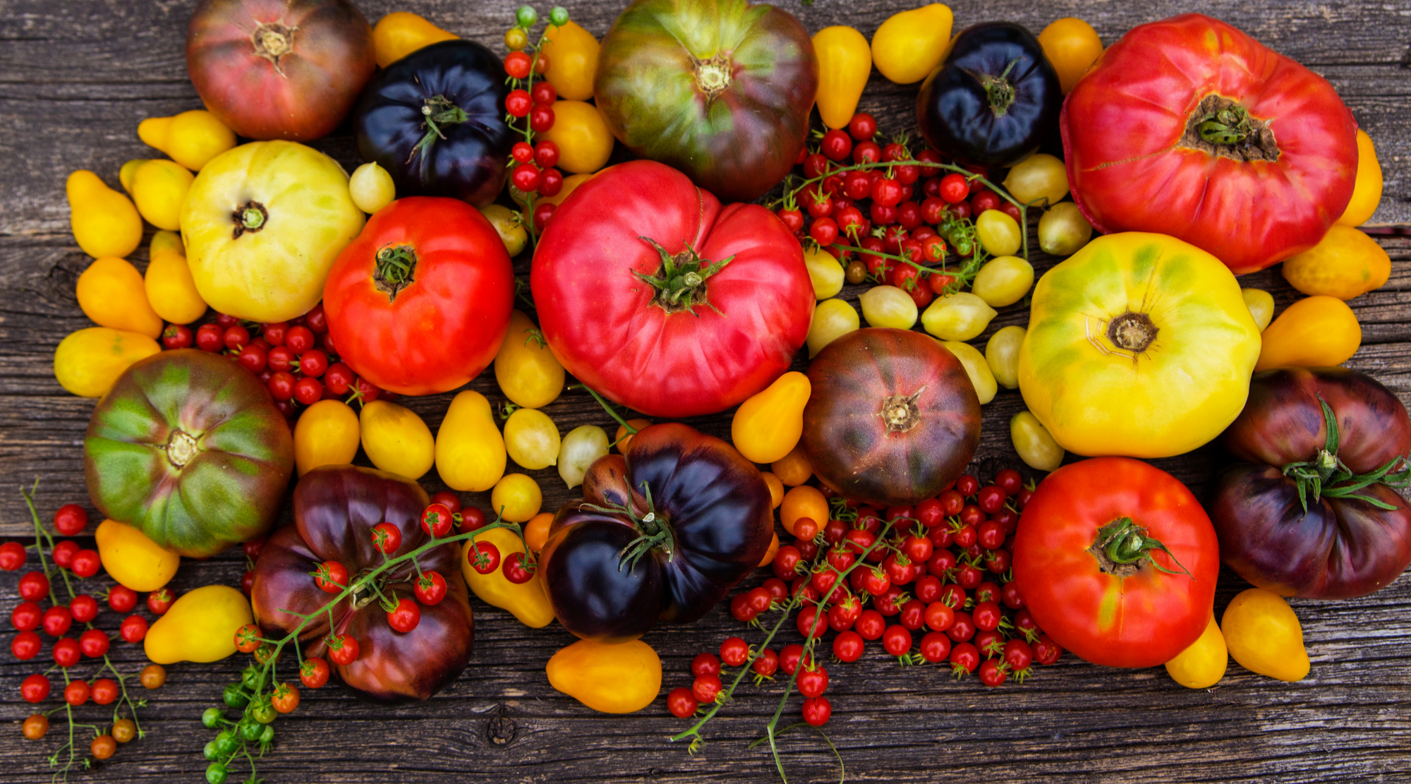 20 Best Tomato Varieties for a Flavorful and Bountiful Garden