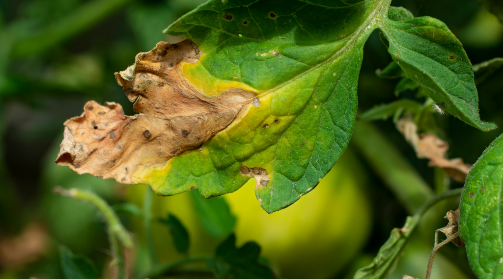 Tomato leaves with signs of pest damage and disease, requiring organic treatment.