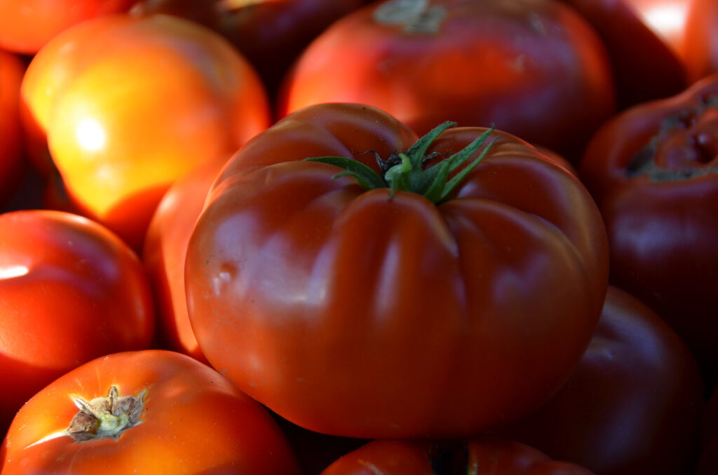 A large beefsteak tomato sliced and ready for sandwiches.