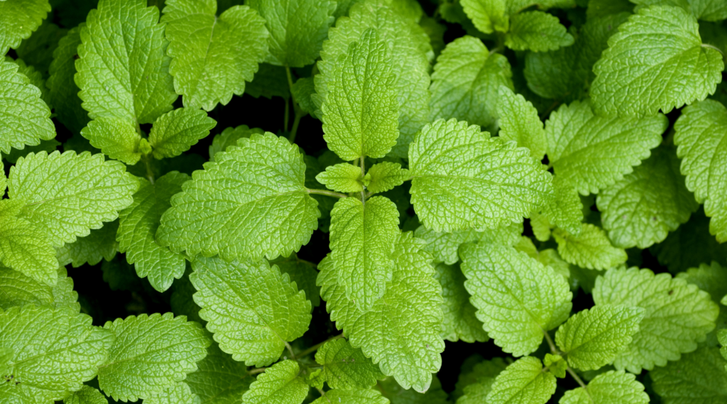 Herb garden