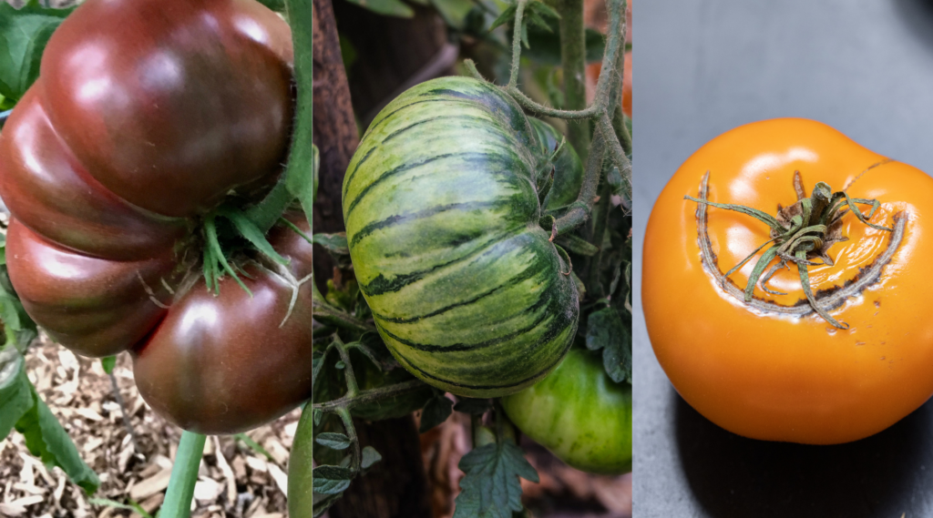 Colorful heirloom tomatoes including Cherokee Purple, Green Zebra, and Yellow Brandywine.