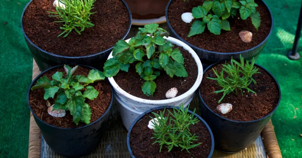 Advantages of Container Gardening for Urban Settings