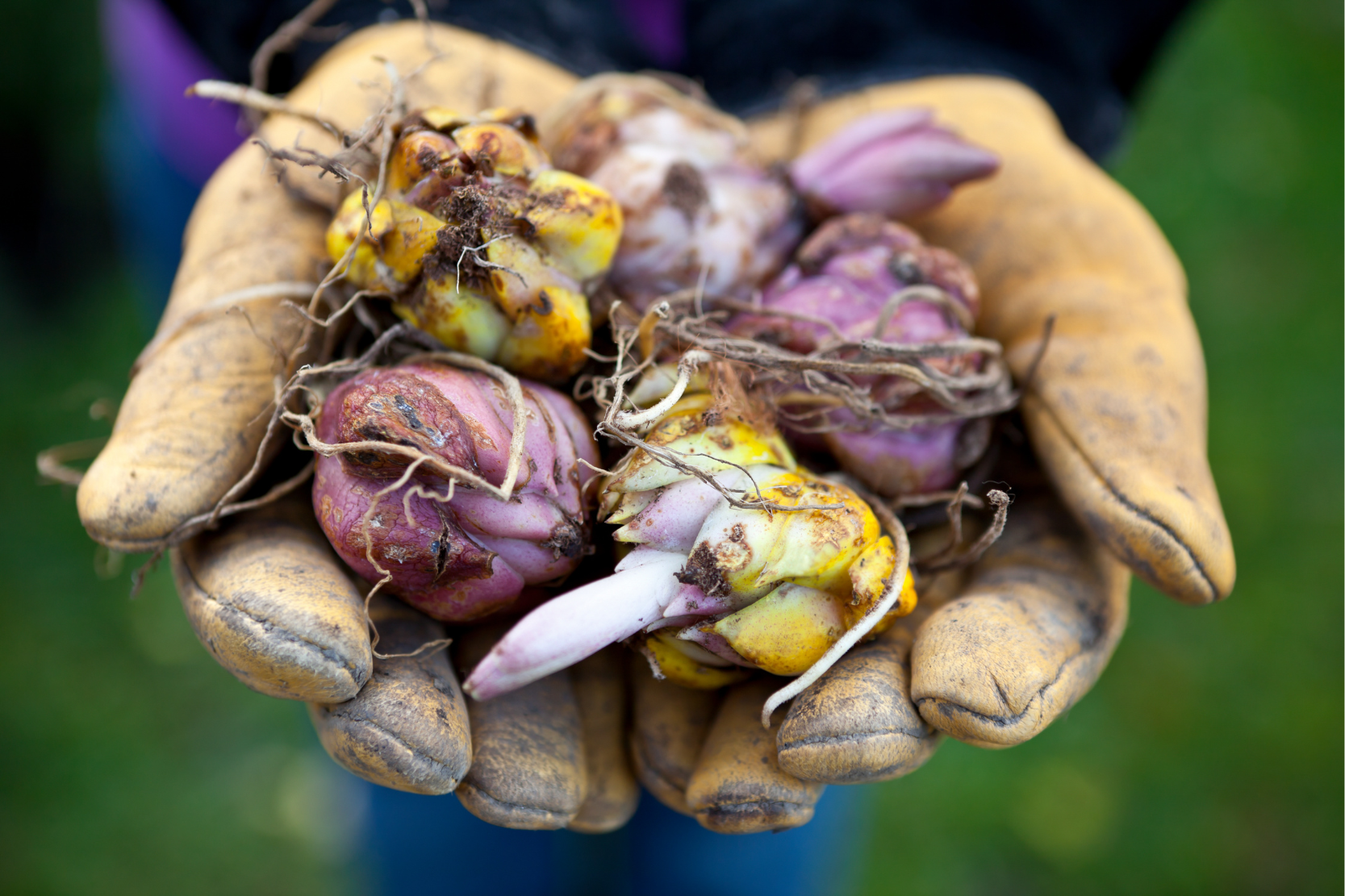 Long-flowering bulbs