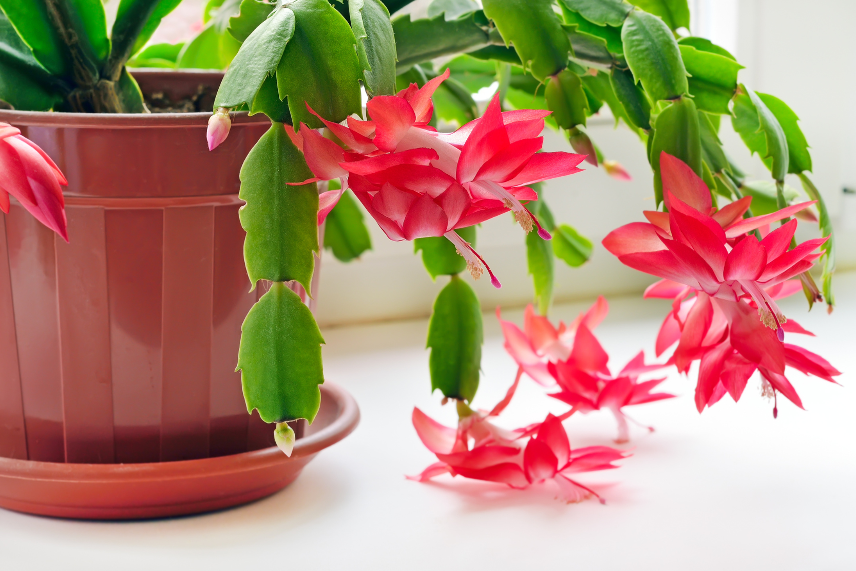 Thanksgiving Cactus care