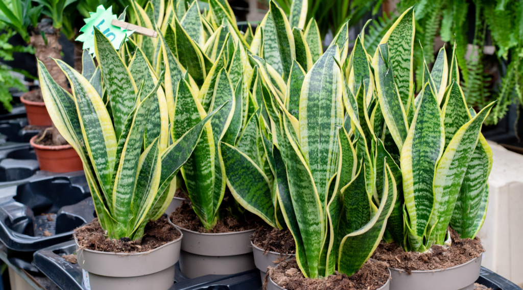 Snake Plants