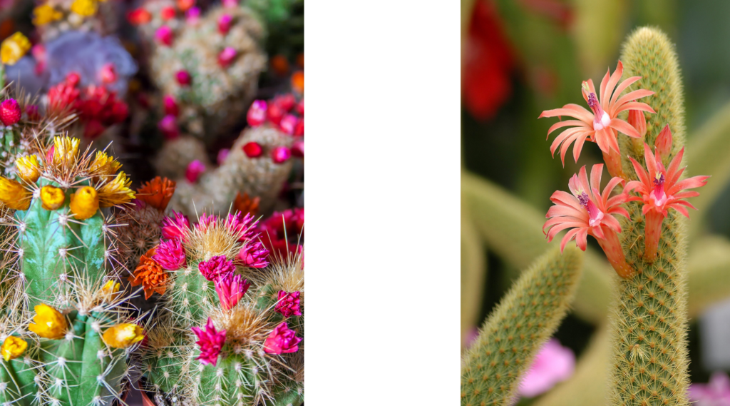 Cactus with flowers