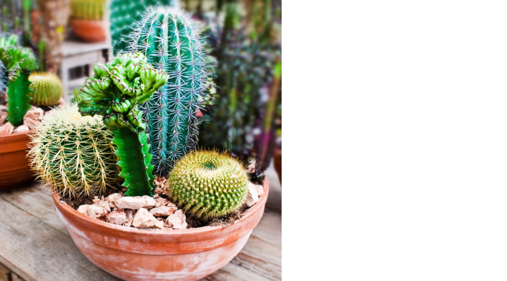 Cactus Arrangements