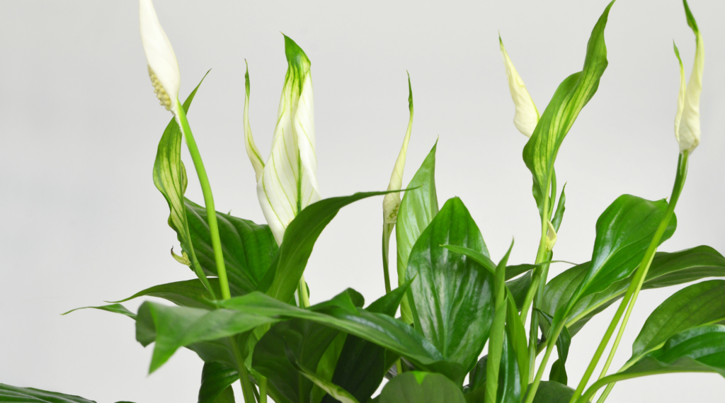 Peace Lily