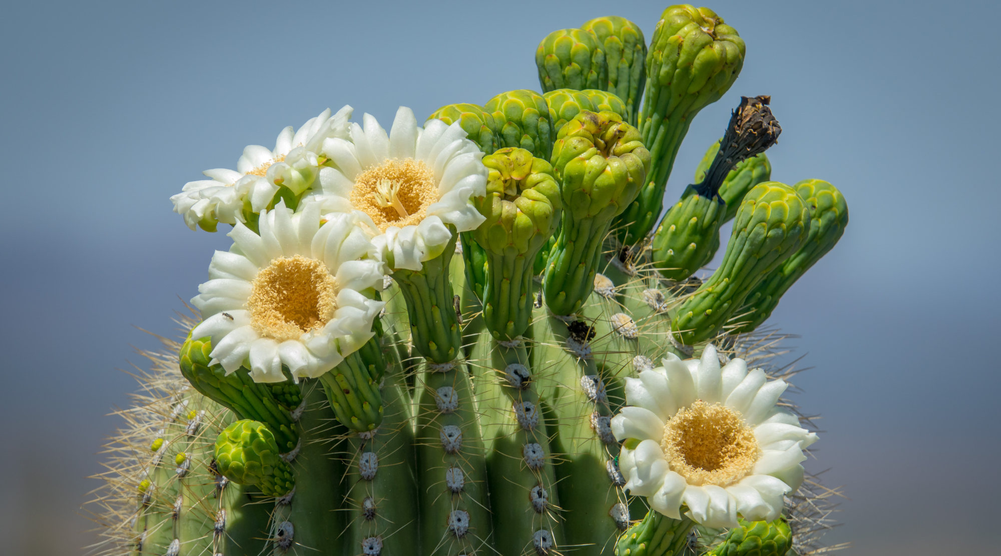 Cactus Care 101: How to Grow Healthy and Thriving Cacti