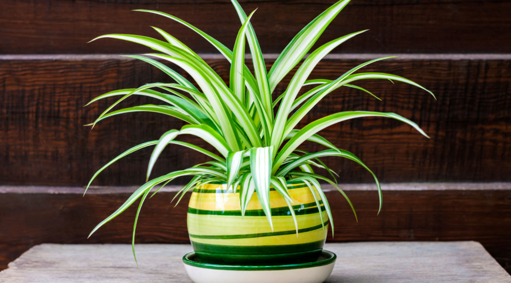 Spider Plant