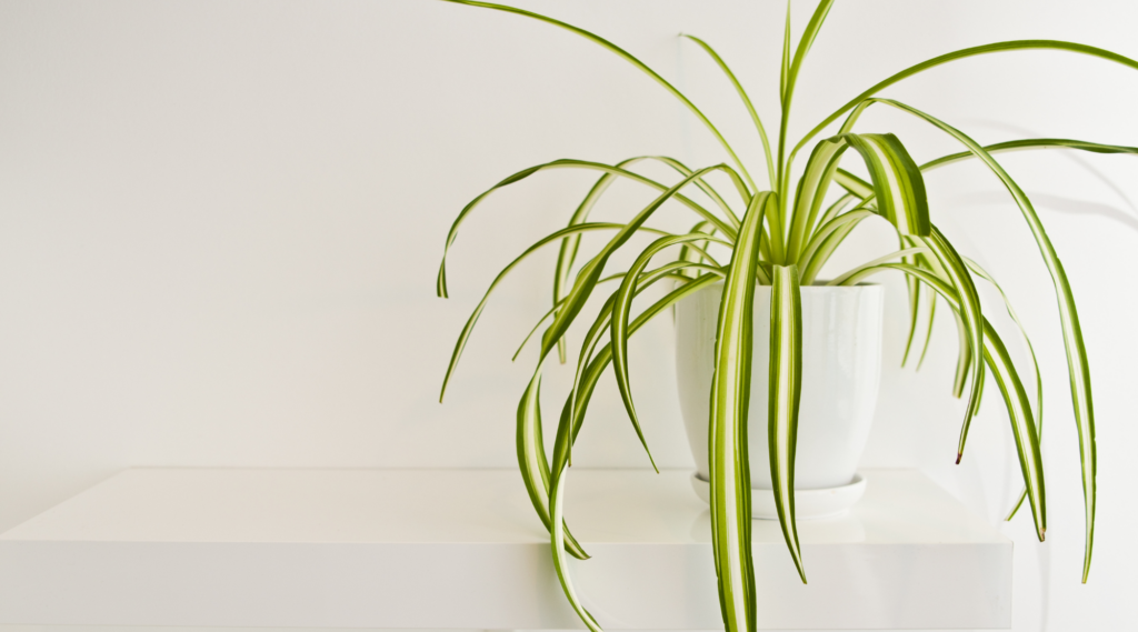 Spider Plant