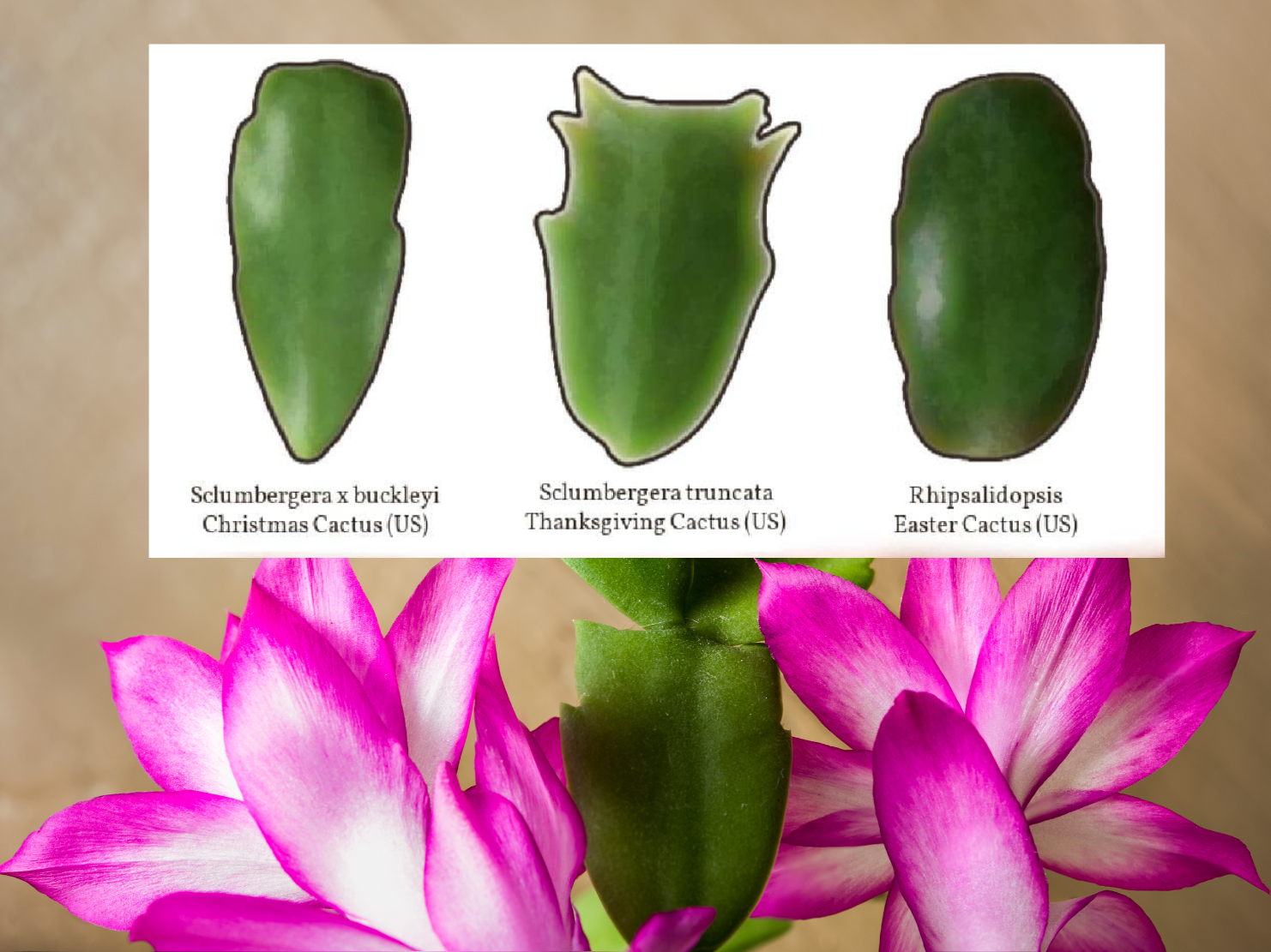 How to Identify a Thanksgiving Cactus