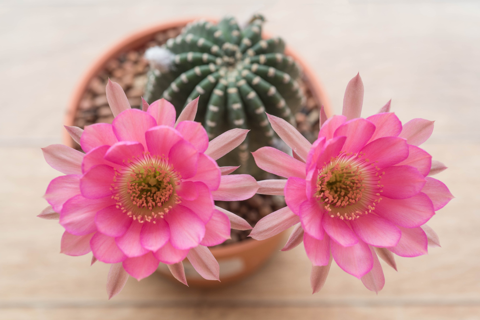 Flowering Cacti Made Easy: The Best Low-Maintenance Indoor Cactus Care Guide