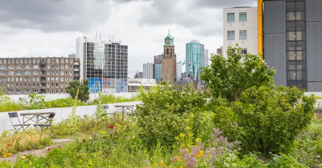 Green Roofs