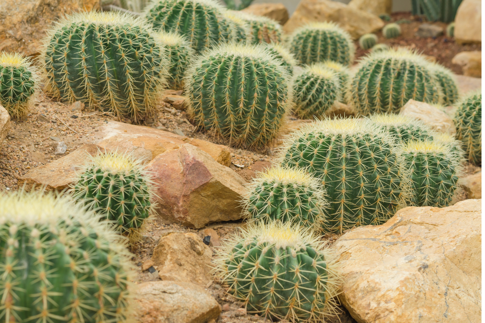 Golden Barrel Cactus (Echinocactus grusonii)