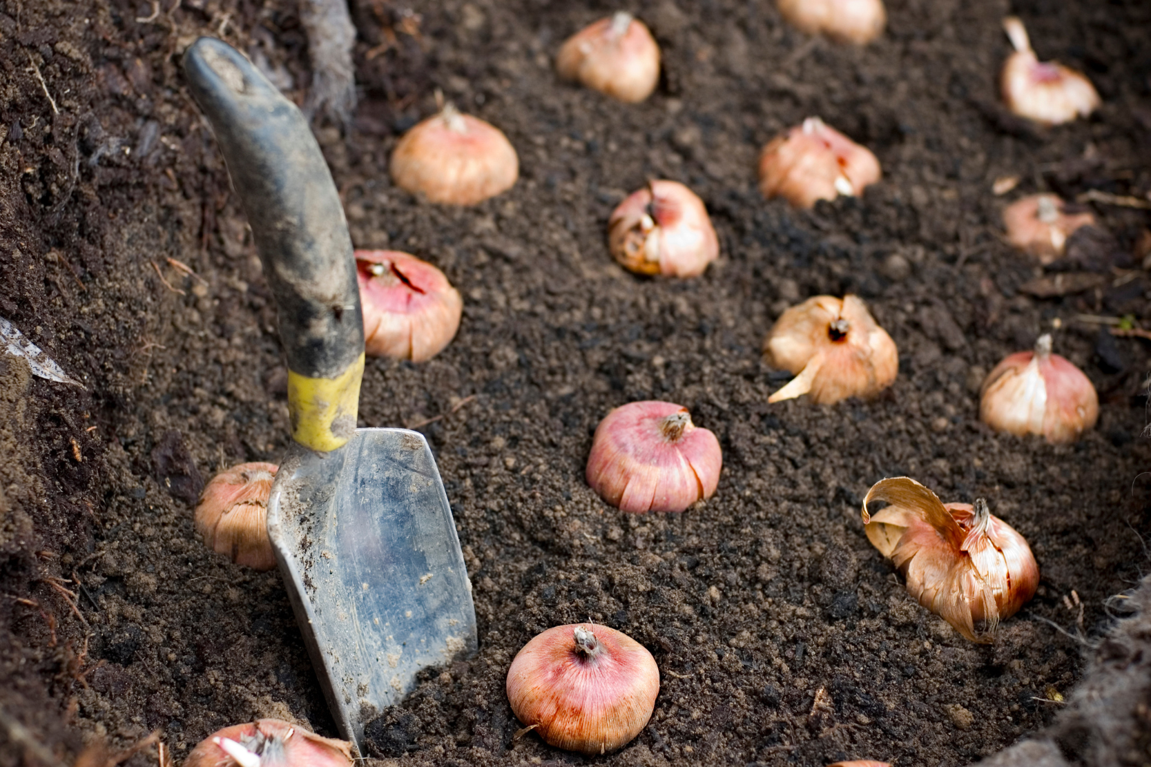 how to plant bulbs in rows