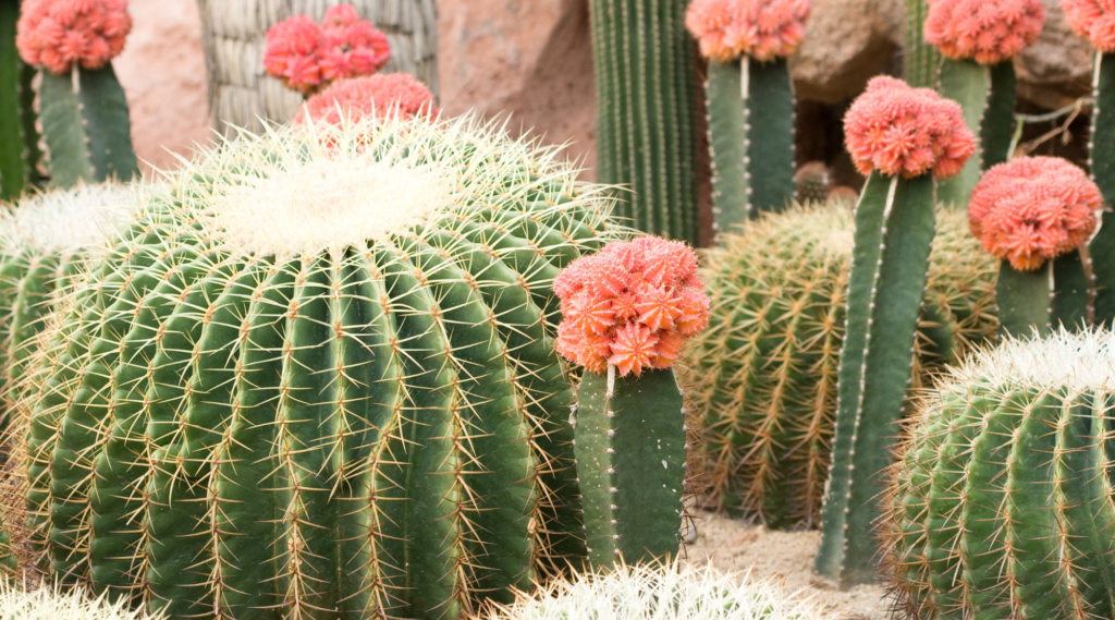 Fertilizing Cacti: Do They Need Extra Nutrients?