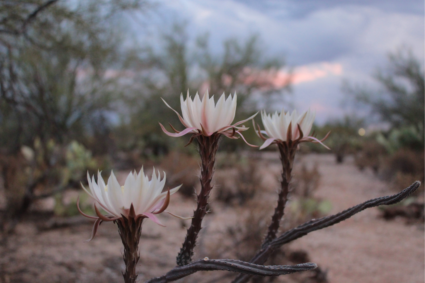 Queen of the Night (Epiphyllum oxypetalum)