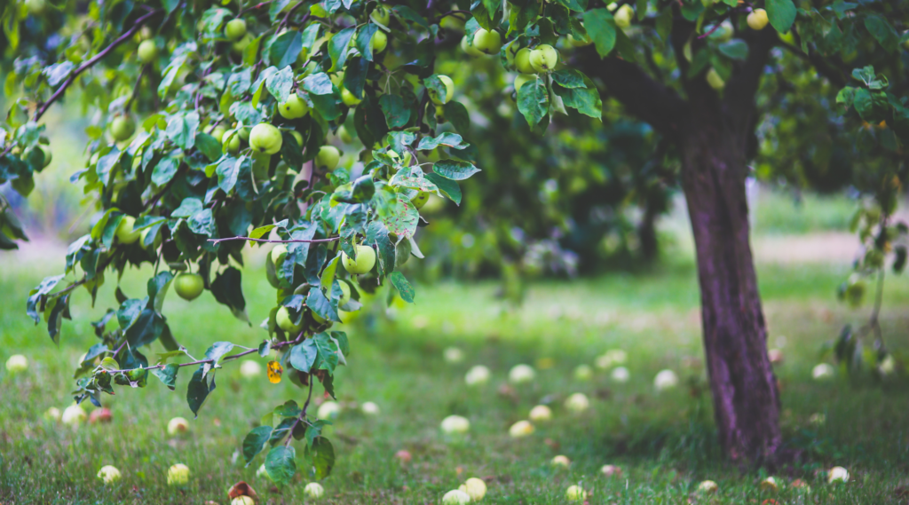 Backyard Fruit Trees Made Easy: Top Varieties for Every Garden