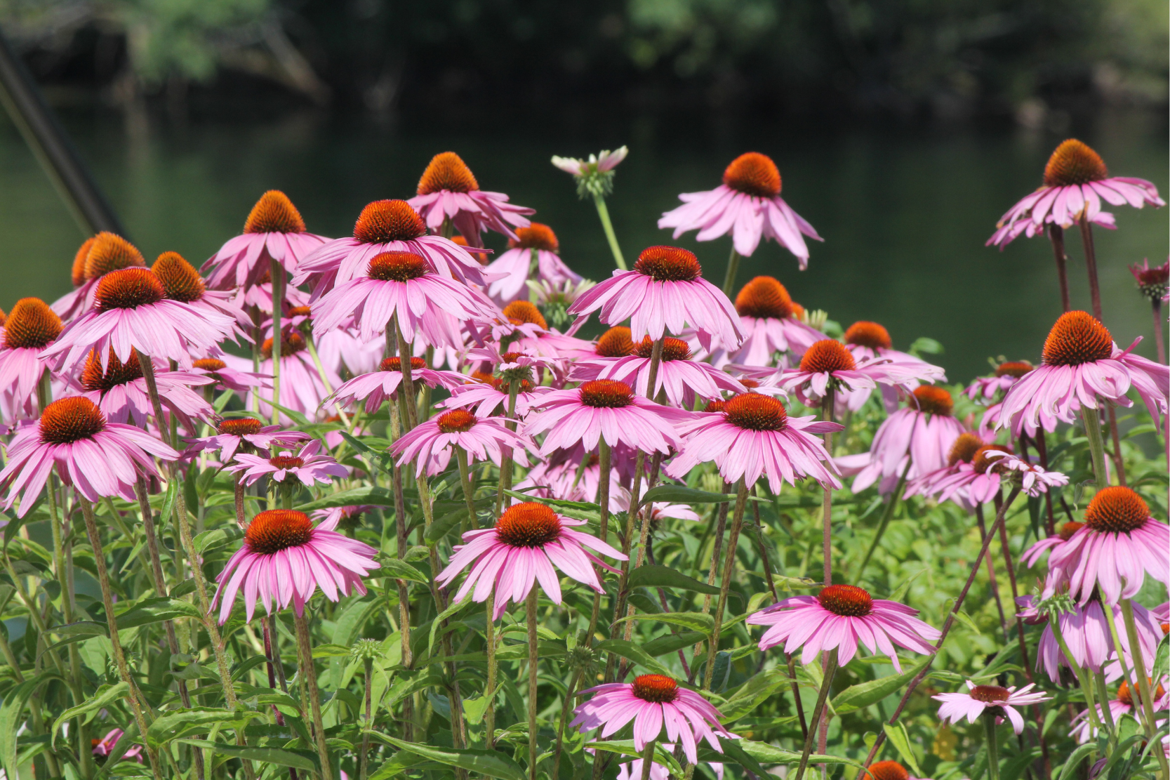 Purple Coneflower (Echinacea): The Healer