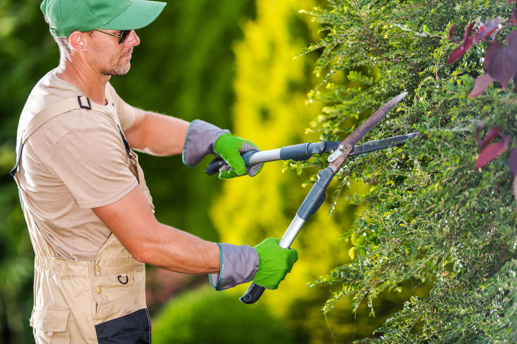 Hedge Shears