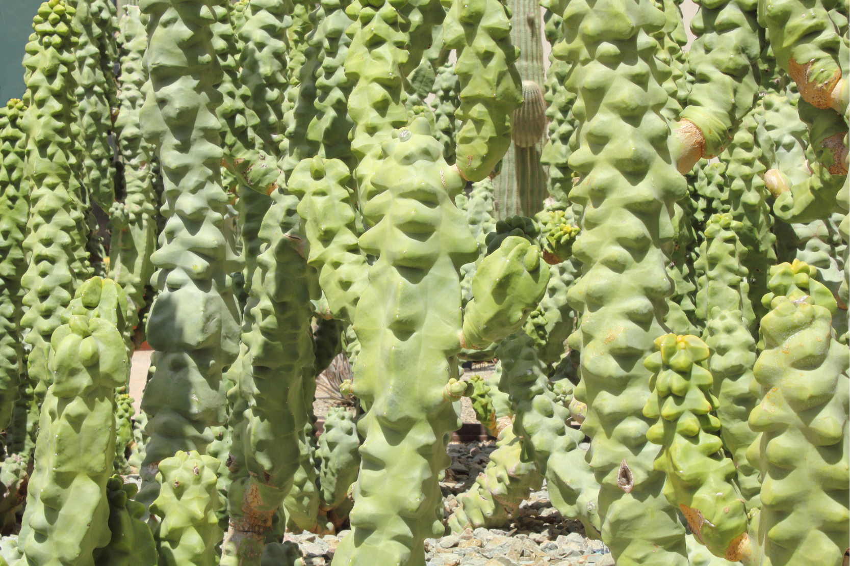 Totem Pole Cactus (Pachycereus schottii monstrosus)
