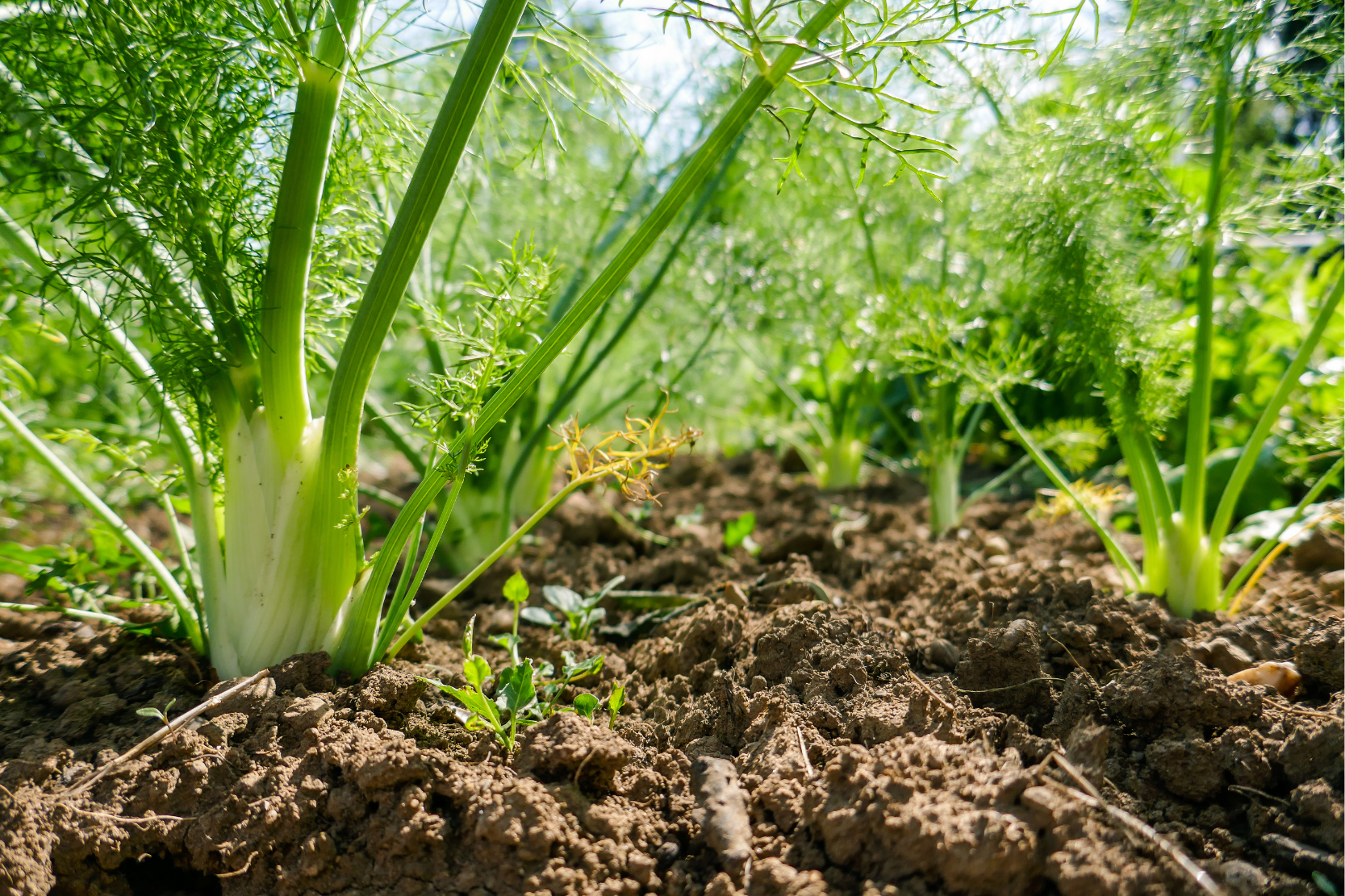 Fennel: The Elegant Giant