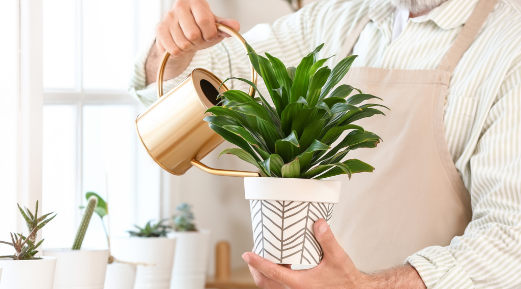 Watering Indoor Plants