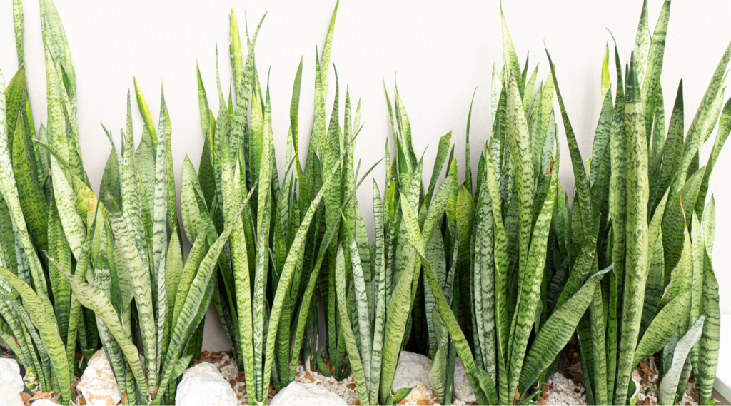 Snake Plant