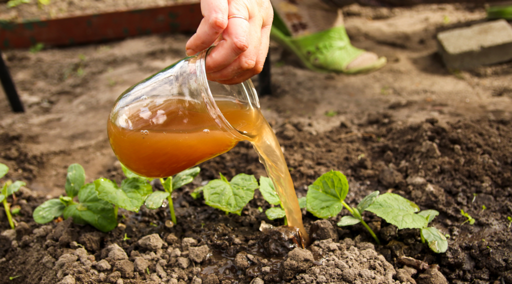 Beer Fertilizer