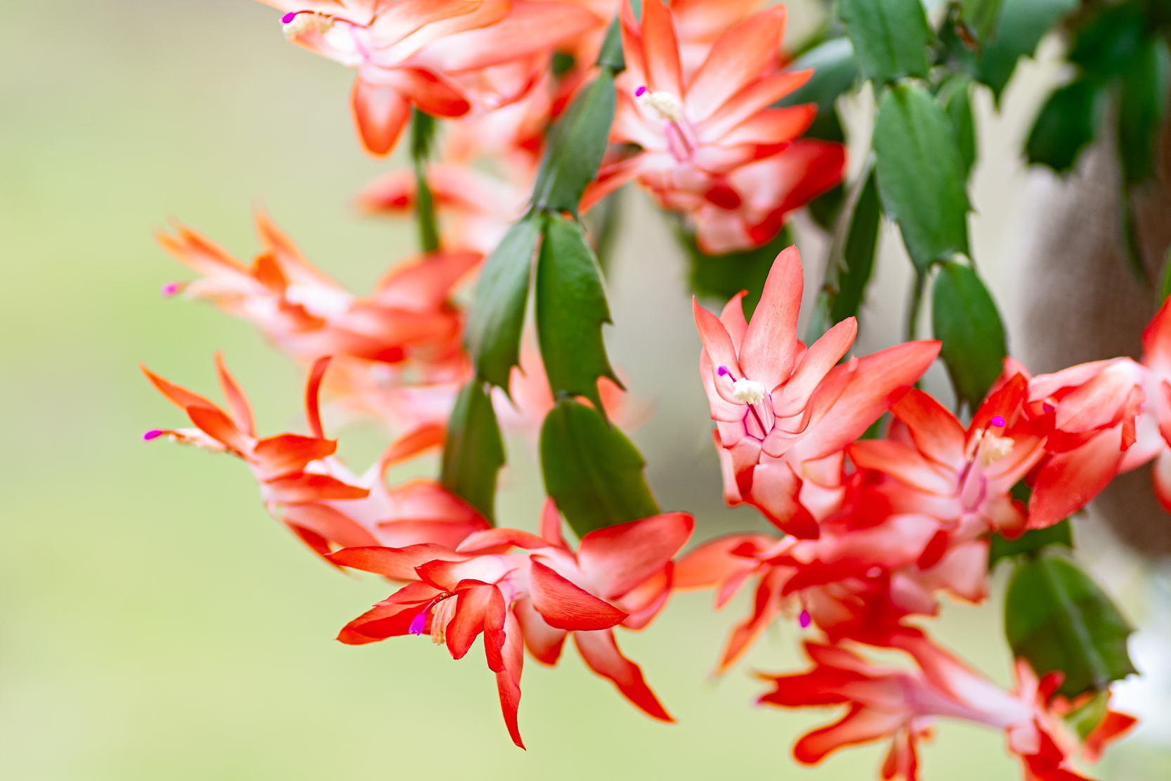 Watering Schedule for Thanksgiving Cactus