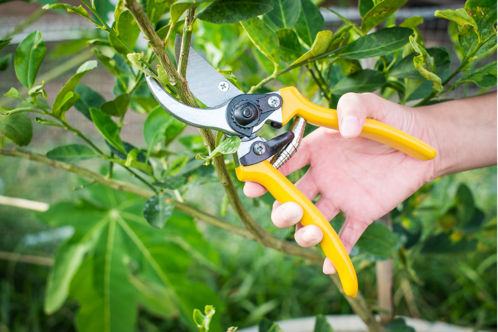 Pruning Shears