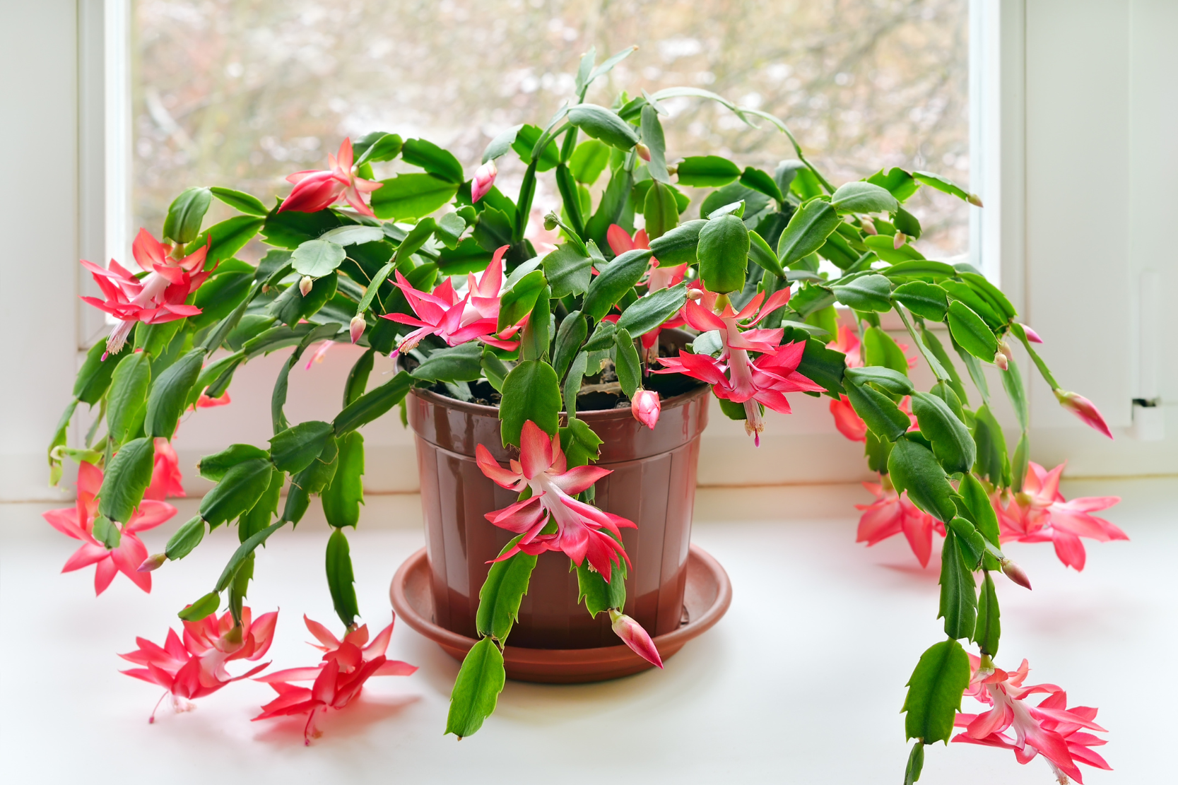 Thanksgiving Cactus Care Made Simple: From Growth To Blooming