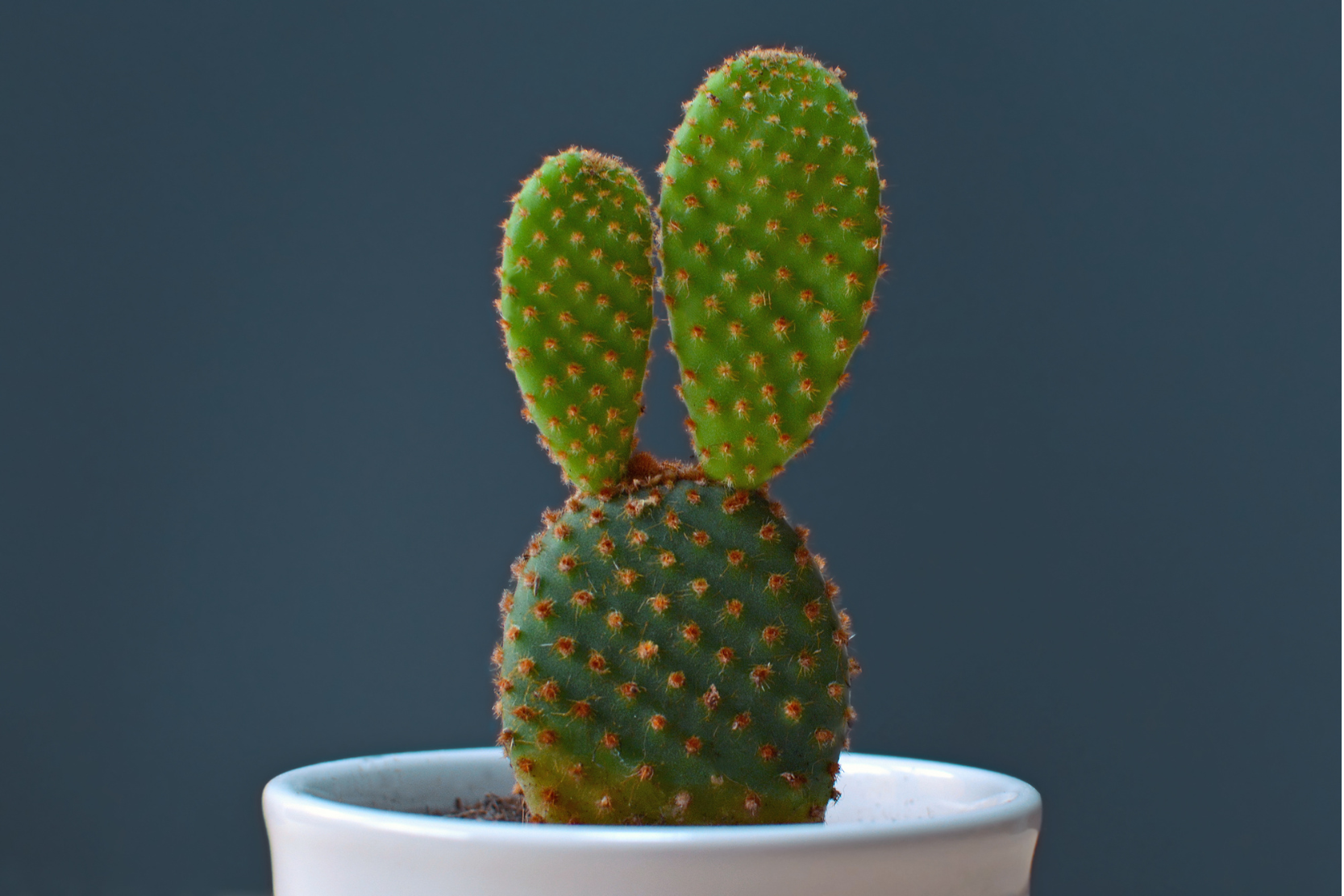 indoor cacti
