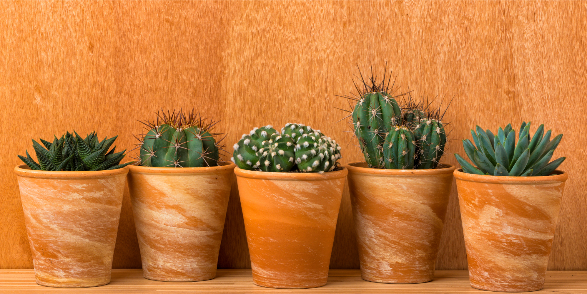 15 Beautiful Cacti To Brighten Your Home And Garden