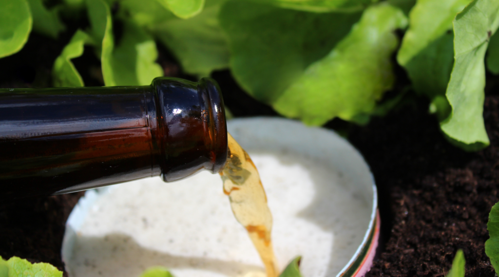 Slugs and snails are attracted to the smell of yeast in beer