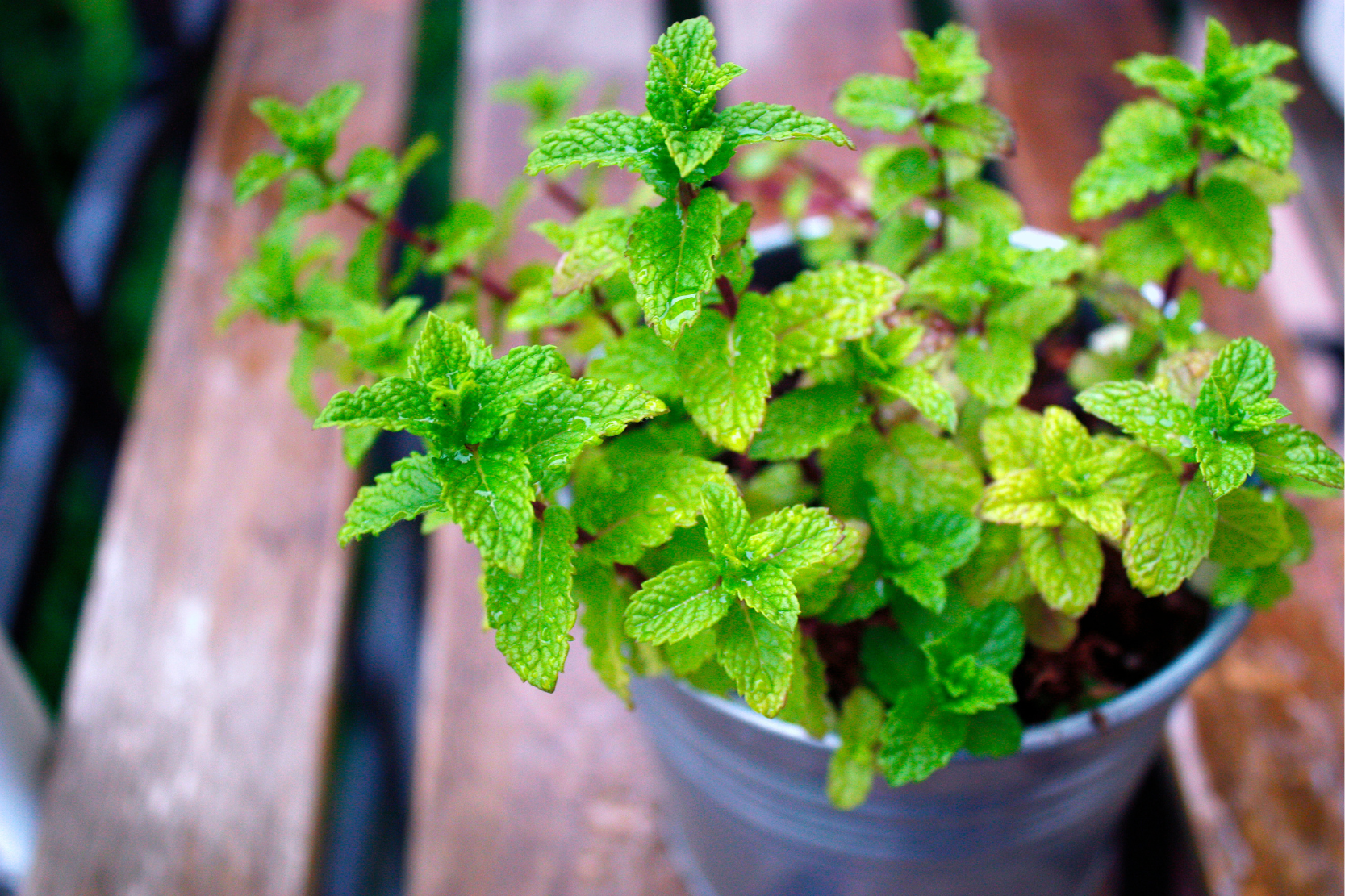 Mint: The Invincible Grower