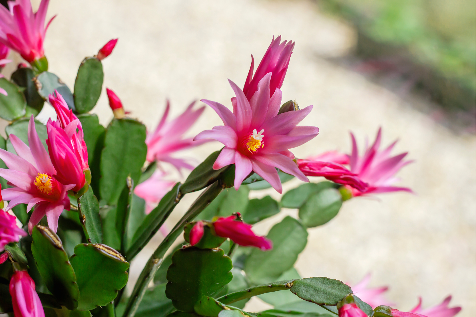 Easter Cactus