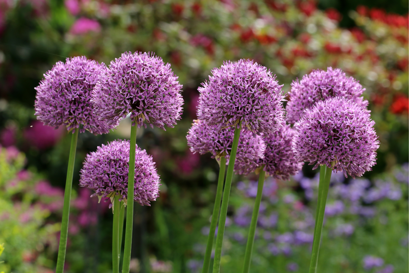 Allium