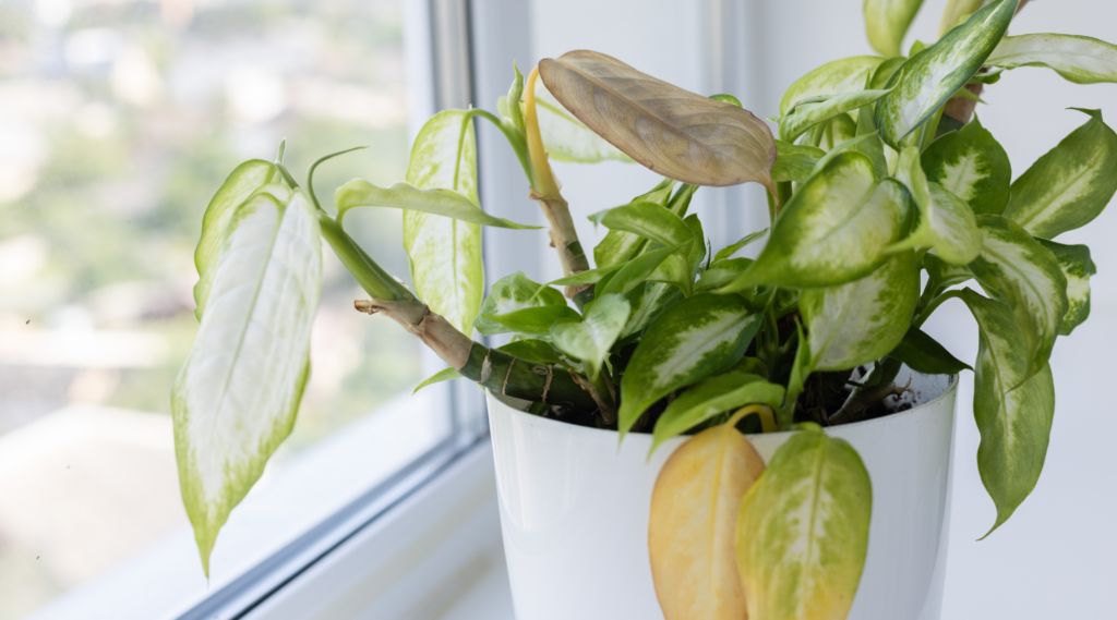 Yellowing Leaves