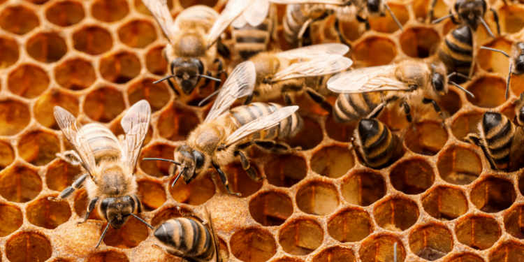 How to Keep Bees in Your Backyard: The Ultimate Guide to Backyard Beekeeping