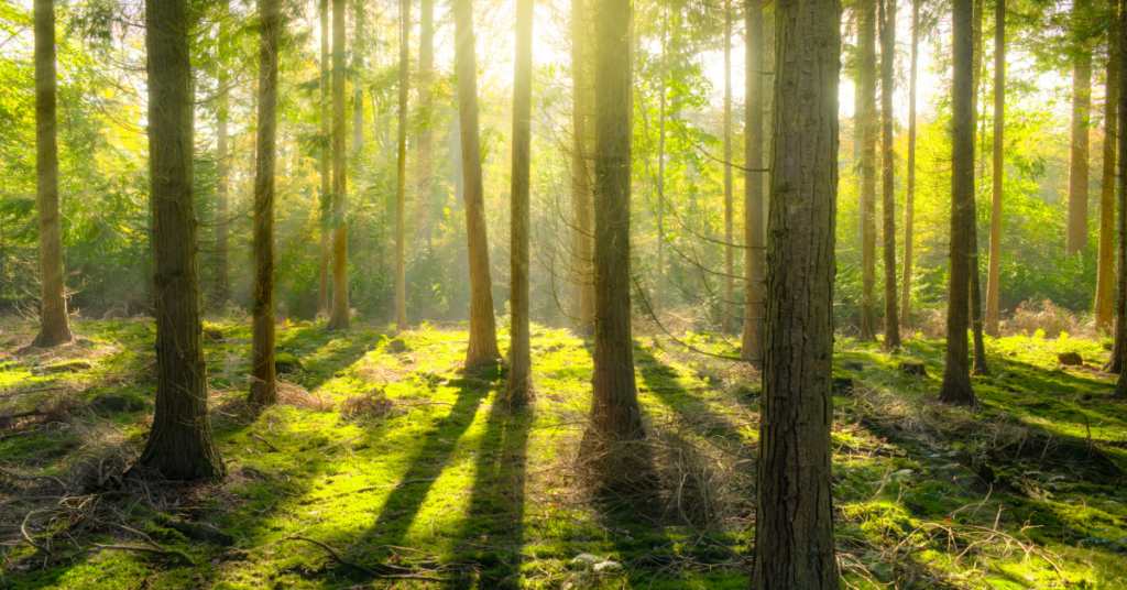 forest bathing