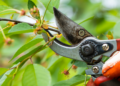 Best Pruning Tools to Keep Your Garden in Shape