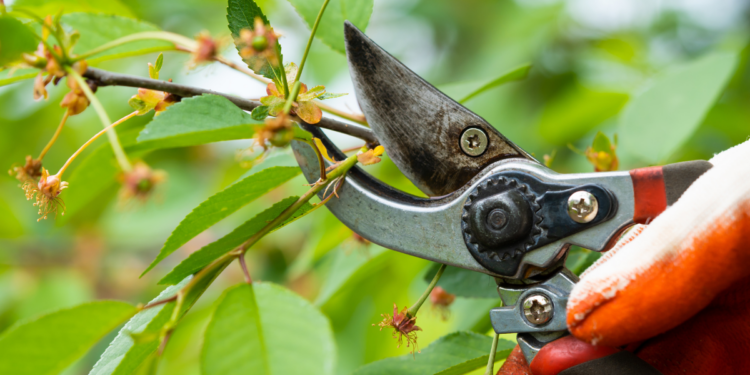 Best Pruning Tools to Keep Your Garden in Shape