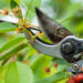 Best Pruning Tools to Keep Your Garden in Shape